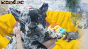 Германия, щенки французского бульдога. Мокрый нос.