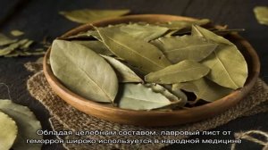 Насколько эффективно лечение геморроя лавровым листом