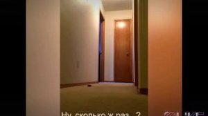 Попугай бегает и орёт по квартире со словами : "Наташа, закрой окно!!"