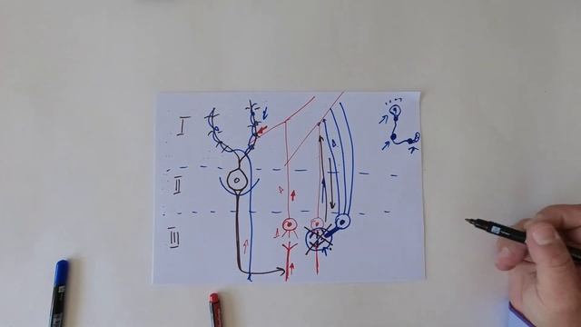 Нервная система. Строение коры мозжечка