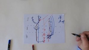 Нервная система. Строение коры мозжечка
