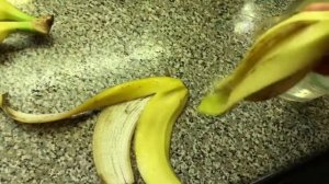 Натуральная подкормка томатам в домашних условиях: супер способ из банана!!!