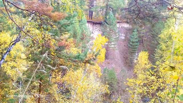 Осень на Алтае.Собираем  опята.Лес. смотреть онлайн