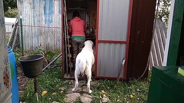 Говяжий рубец для собаки. Алабай, девочка. 23 мес. смотреть онлайн