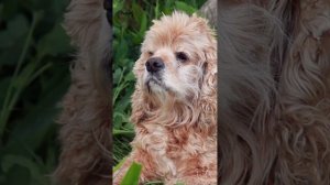 American Cocker Spaniel: Happy and Affectionate Dogs