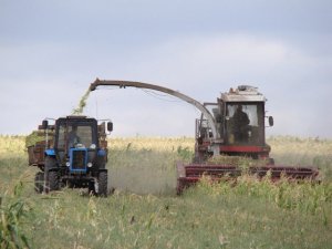 MTZ-82, POLESYE-3000 silage /// МТЗ-82, КПК-3000, заготовка силоса
