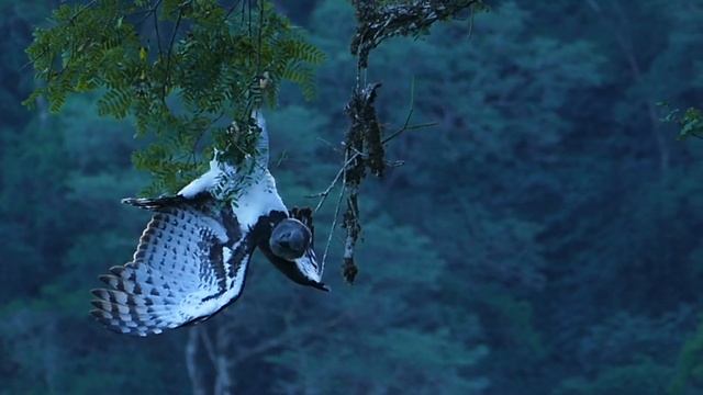 Harpia harpyja - Harpy Eagle смотреть онлайн