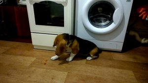 Щенок бигля