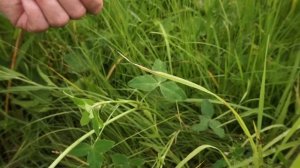 Клевер средний, К. луговой, К. гибридный, К. ползучий.