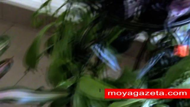 Кімнатні та садові рослини, квіти