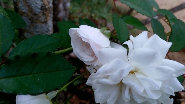 White Rose Flower Plant