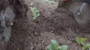 Дисковые окучники для мотоблока на целине.