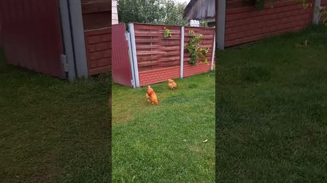 Повышаем ??? яйценоскость у кур. ?  Мои выводы. Часть 2