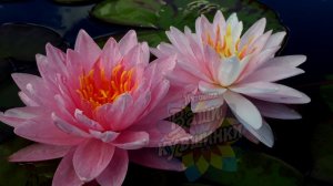 Нимфея Painted lady (Разрисованная леди) кувшинка, waterlily, водные растения, пруд