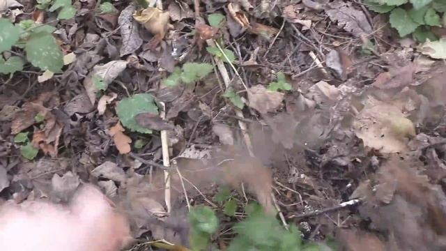 Листва в саду смотреть онлайн