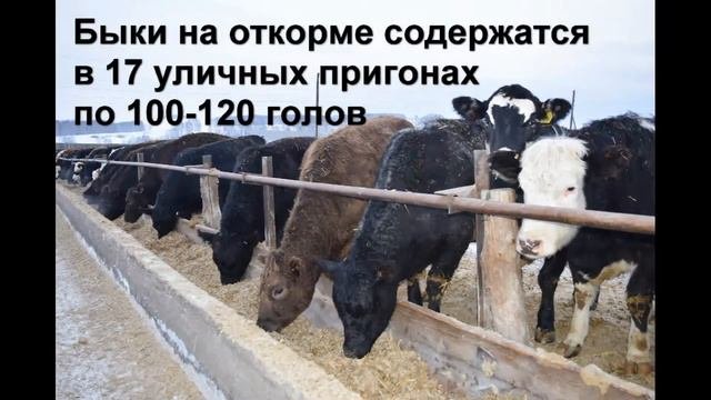Откормплощадка АО 