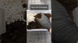 Пересадка Стрелиции Николая