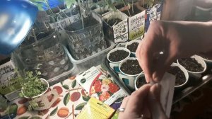 ОБИЛЬНО ЦВЕТУЩИЕ ЦВЕТЫ ДЛЯ БАЛКОННЫХ ЯЩИКОВ,ПОДВЕСНЫХ КОРЗИН,СМЕШАННЫЕ ПОСАДКИ ЦВЕТОВ