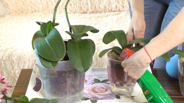 ПЕРВЫЙ ПОЛИВ после пересадки орхидей в закрытую систему / двойной горшочек. смотреть онлайн