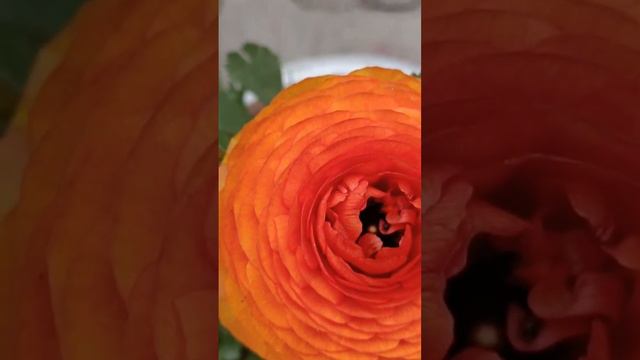 beautiful Renuculus flowers #beautifulrose#beautiful #beautifulmyrosegargen#shortvideo #shortviral