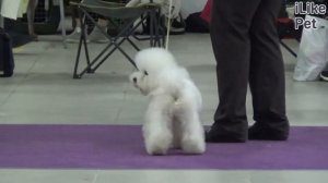 Бишон фризе на ilikepet. Особенности породы, уход.
