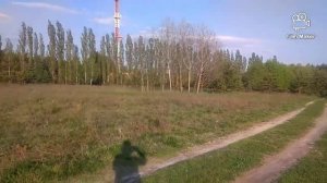 Лечебный мед из зелёных шишек и побегов сосны!