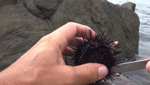 Икра черных морских ежей.  Почему не едят черных ежей?