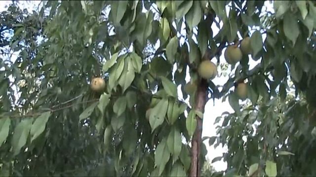 персик уход и выращивание смотреть онлайн