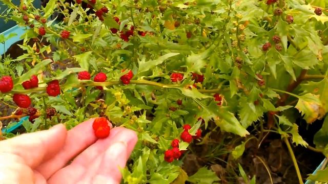 ЧТО ТАКОЕ ЗЕМЛЯНИЧНЫЙ ШПИНАТ смотреть онлайн