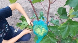 Виноград Цимус 2022