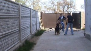 Обучение щенка немецкой овчарки Тайвар на охрану двора