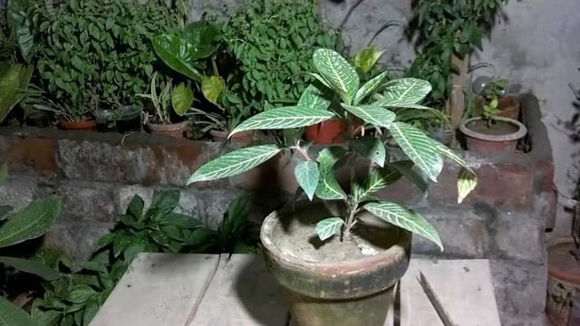 How to Sanchezia Nobilis Plant | Indoor Plants | Sanchezia Care | Top Tropical Plants (Urdu/hindi) смотреть онлайн