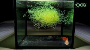 Моя самочка ГУППИ!.