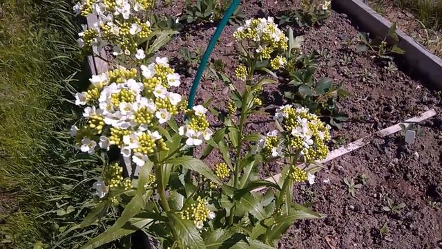 🌸🌸🌸Весна на даче Дача 2018г Дневники#любимаядача#весна#дача смотреть онлайн