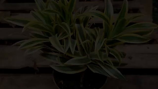 Какое нужно удобрение для драцены — выбор смотреть онлайн