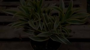 Какое нужно удобрение для драцены — выбор