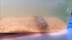 Щитни, живые ископаемые и интересные факты о них