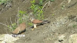 Поздравляем с Днем эколога и с Днем охраны окружающей среды!