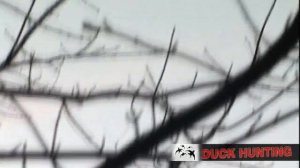 Охота на утку.Лабрадор собака для охоты.