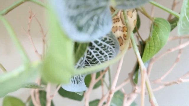 CARPET PYTHON BITE!!!!