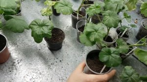 Пеларгония  Что делать с укорененными черенками
