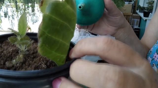 Быстрый рост и цветение глоксиний, мои секреты удобрения. Входящая обработка для глоксиний. смотреть онлайн