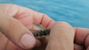 Рыбалка в Сочи с волнореза: Рыба-ласточка, зеленушка, собачка