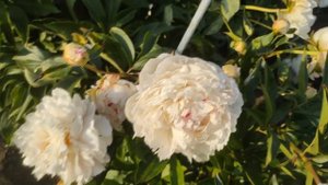 Пион Памяти академика Цицина