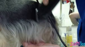 Урок 2 Стрижка йорка по корпусу, модель с юбкой.