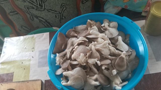 Купорим грибы вешку!!! смотреть онлайн