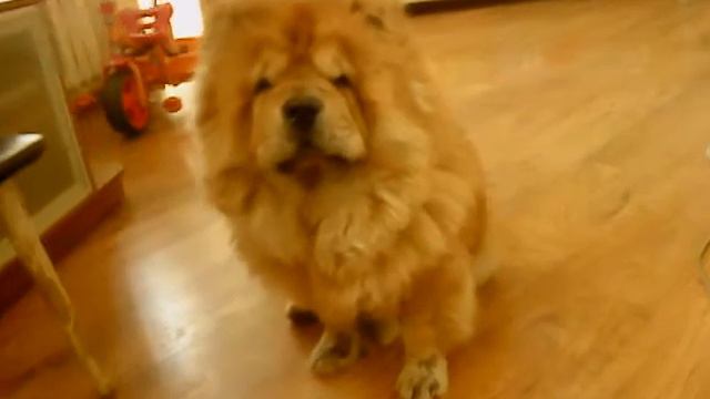 Собака хрюкает) смотреть онлайн