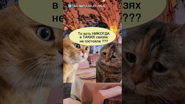 Первое свидание #мыкотики  #разговор #анекдот #шутки #коты #юмор #смешное #прикольно #мемы #cat