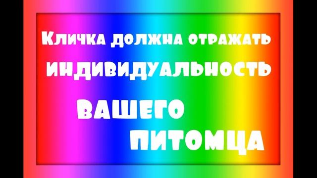 Как назвать хомяка  Домашние хомяки Видео про хомяков КАНАЛ ПРО ЖИВОТНЫХ @HAMSTERSSHOW