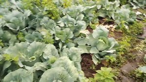 Капуста бронко ф1. Средняя капуста